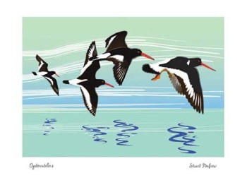 Mistletoe House:  Stuart Renfrew - Oystercatchers