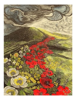 Mistletoe House:  M J Mott - Where have all the flower gone?