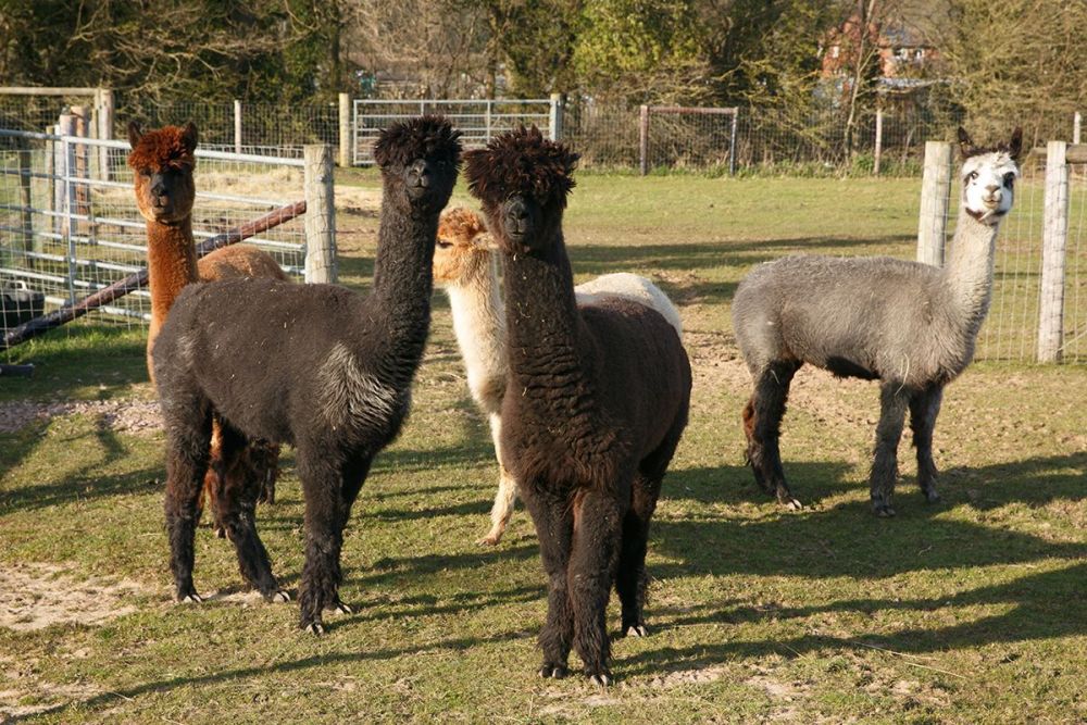 Alpaca Farm | East Leake | Midshires Way Campsite