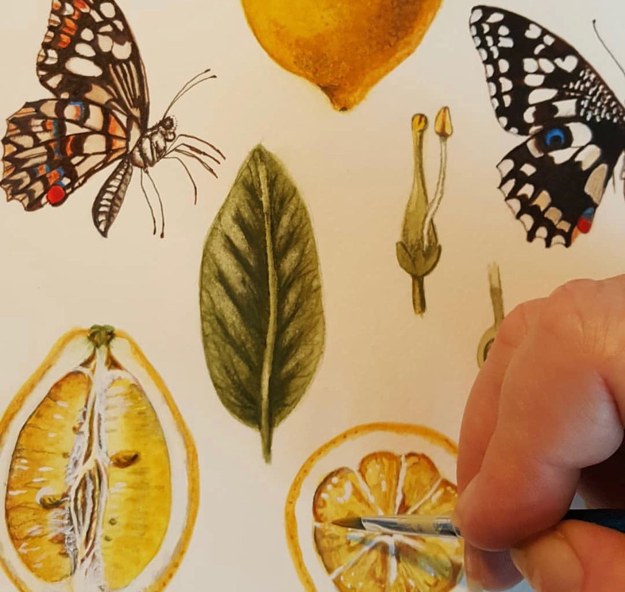 Hand-drawn Lemon Butterflies Art