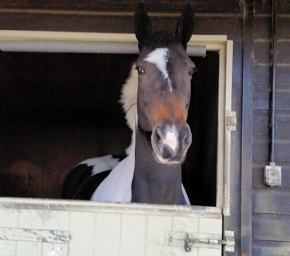 Hugo's Ark horsey customer