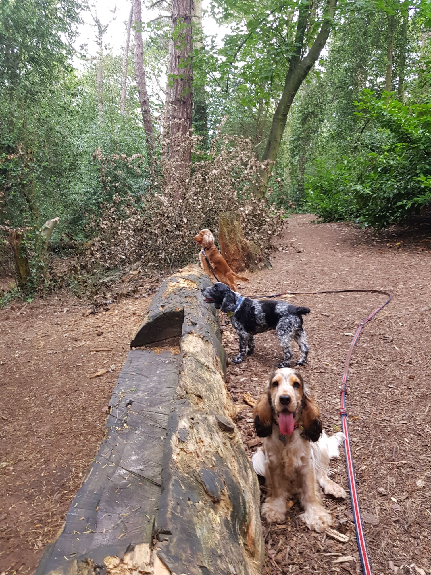 Hugo's Ark Pet dog walking services