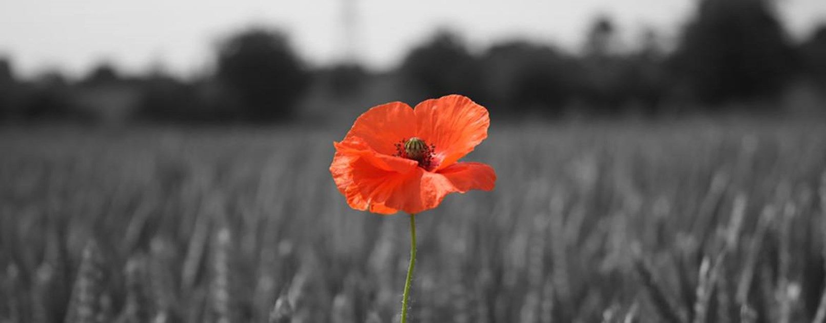 First World War 100 years