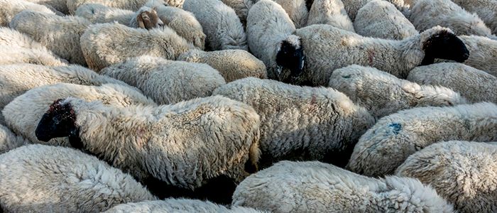 Sheep Farming