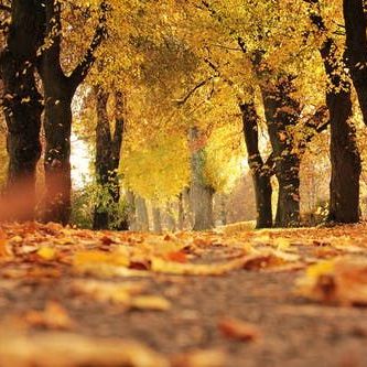 Autumn walks wax melt fragrance from the natural/outdoor range