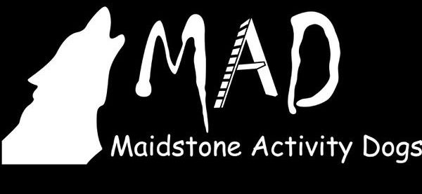 Maidstone Activity Dog