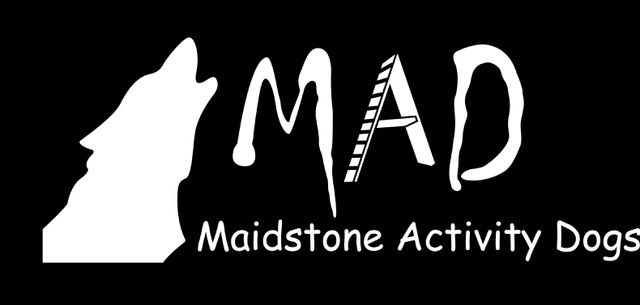 Maidstone Activity Dog