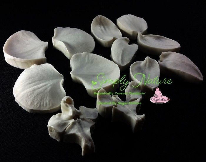 Authentic Veiners and Cutters Moth Orchid