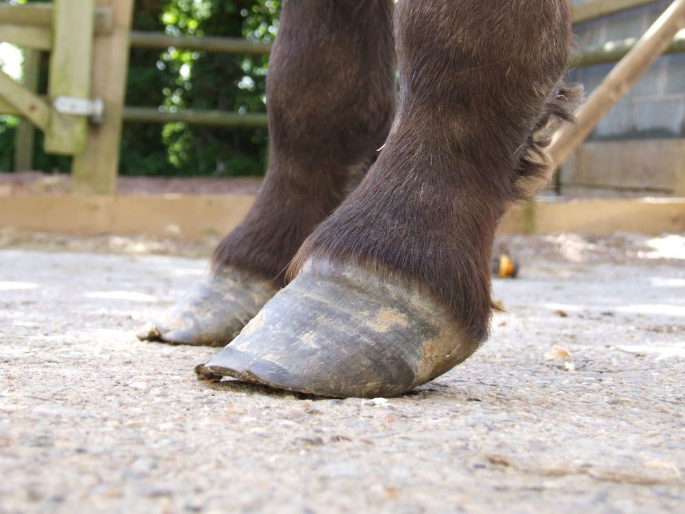 Laminitis