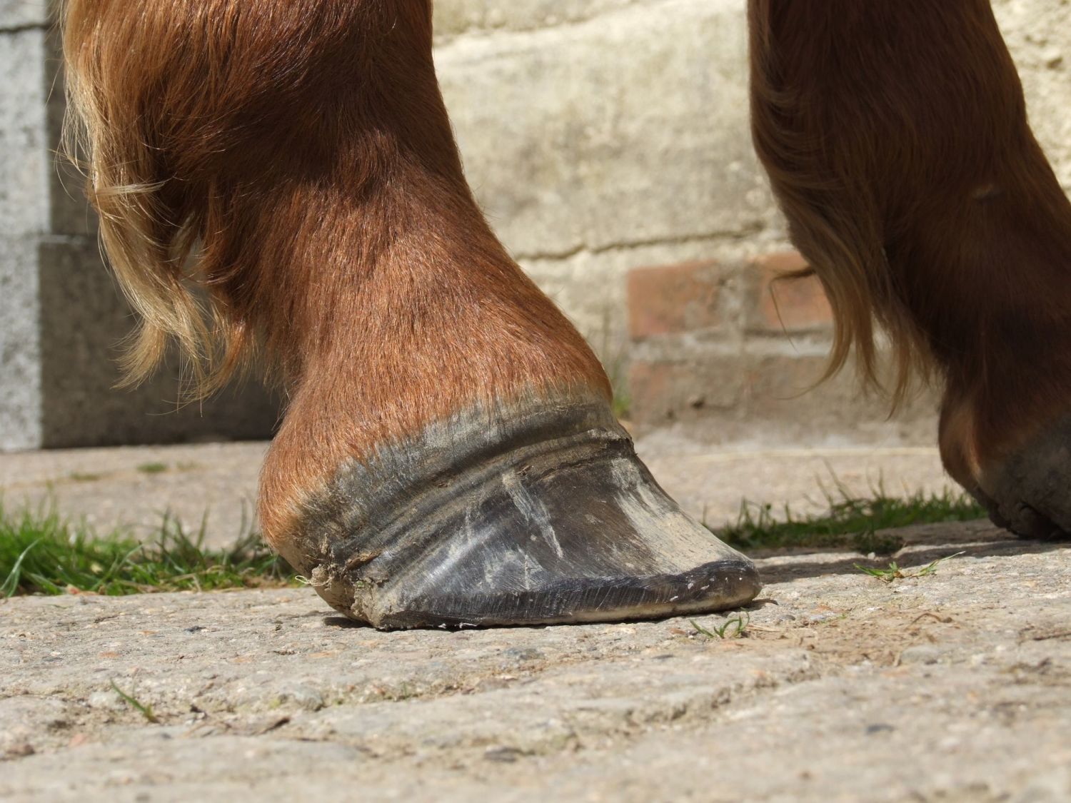 Laminitis