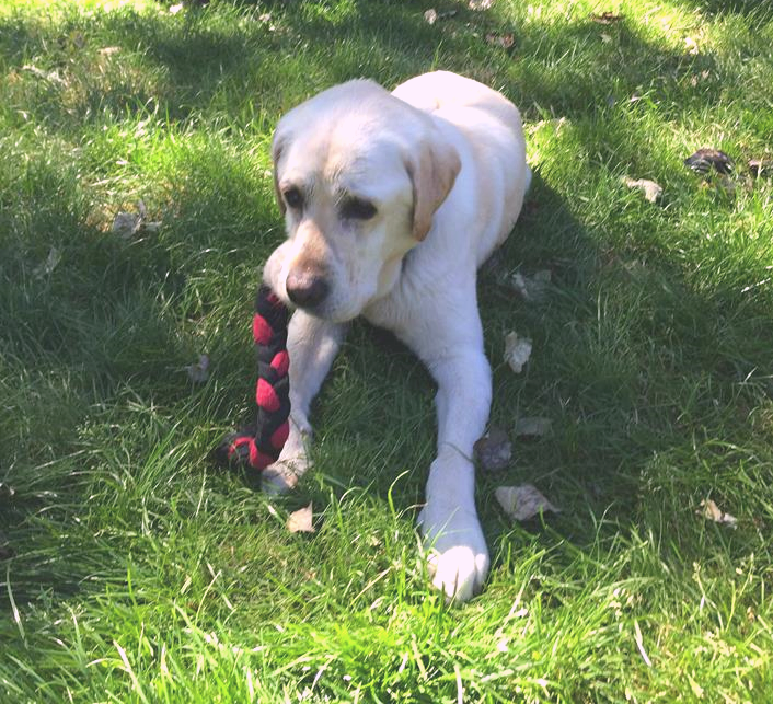 golden labrador with size long denim and fleece plaited bone puppy dog toy