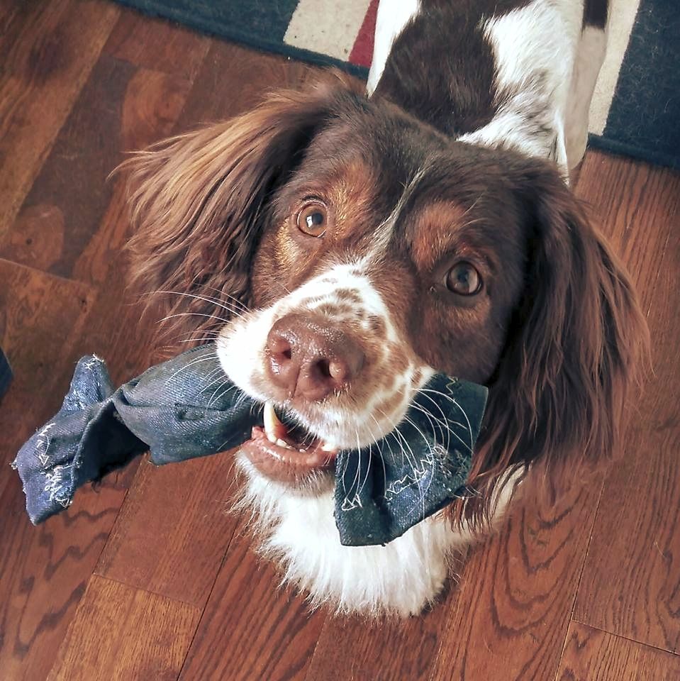 Springer spaniel with size small chew sweet shaped denim dog toy