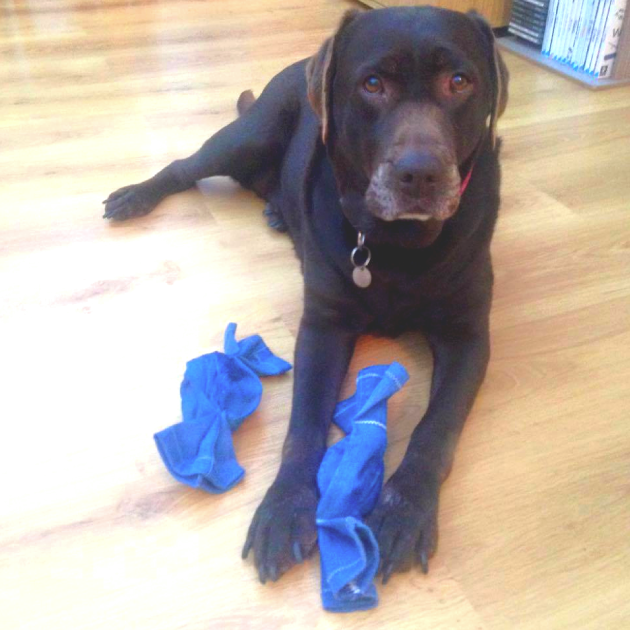 chocolate labrador with size medium sweet shapoed denim dog chew toy and squeaky dog toy