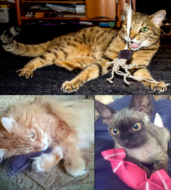 Cat Toys