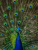 dS28vcrgqhE