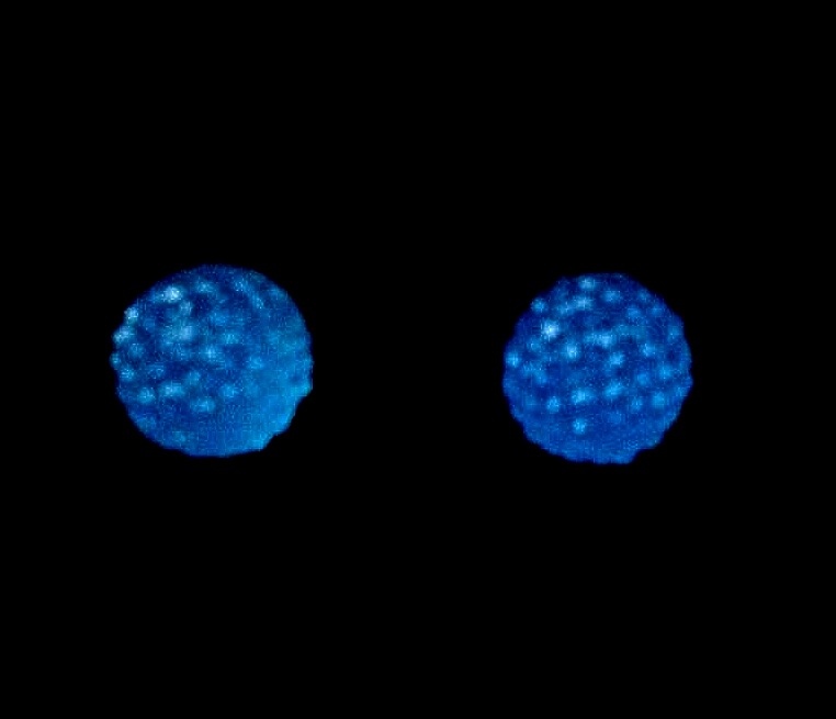 *No.14 Turquoise Blue Stud Earrings