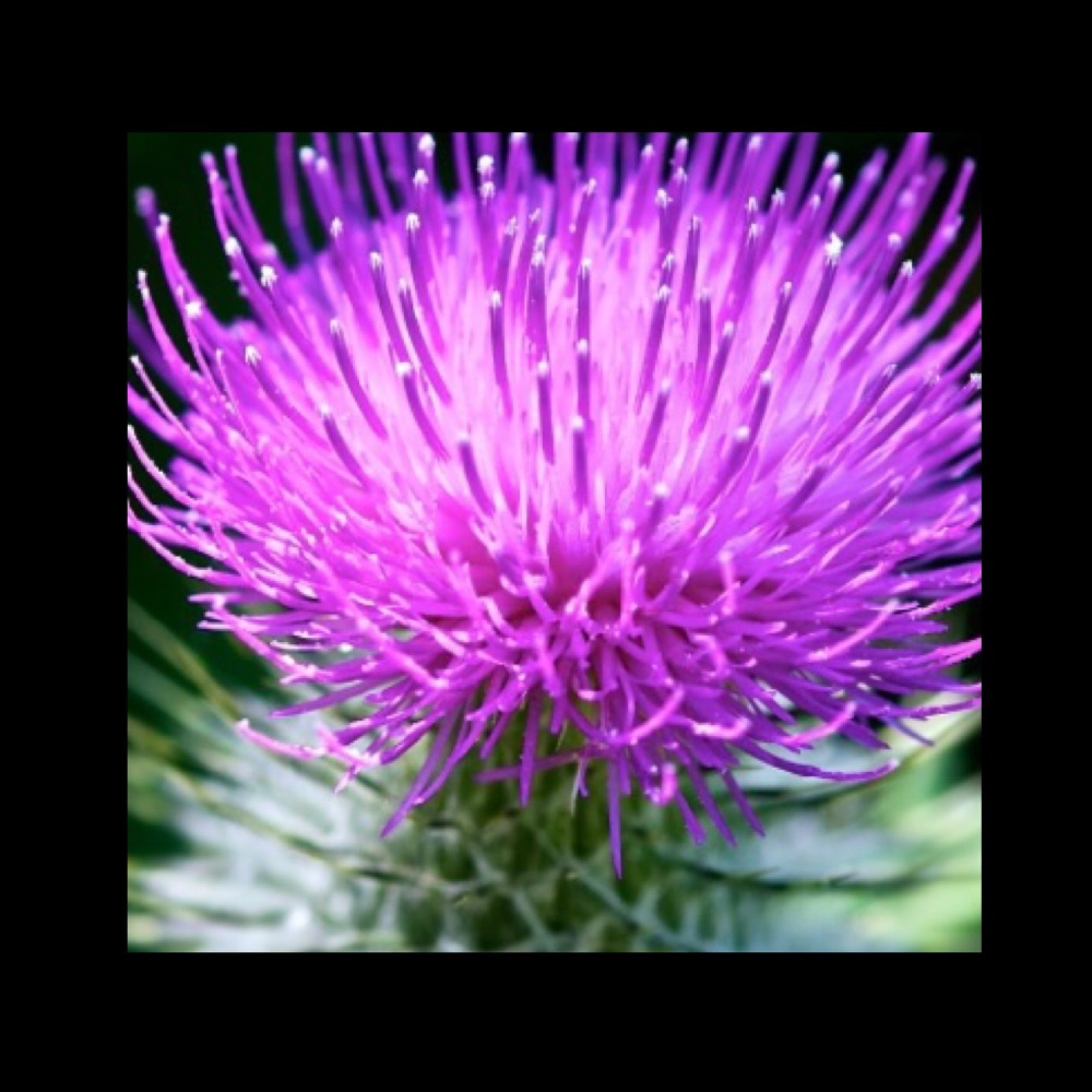 St Andrews Day / Scotland / Burns Night