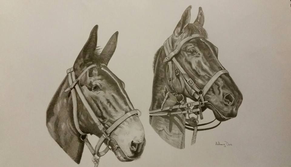 horses
