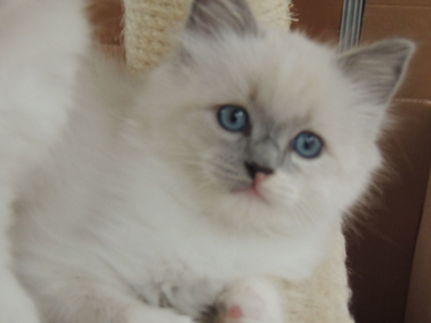 Ragdoll cat breeders in Maryland, Ragdoll kittens in Maryland ...