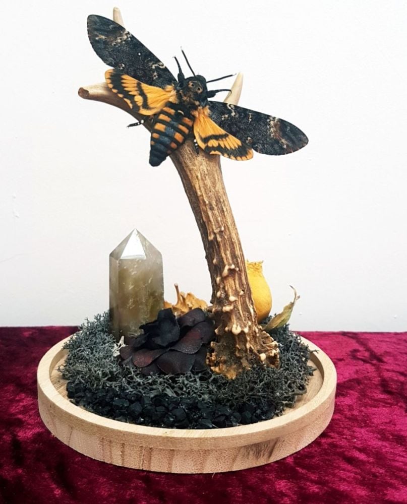 Real Deaths Head Hawk Moth On Antler Glass Display