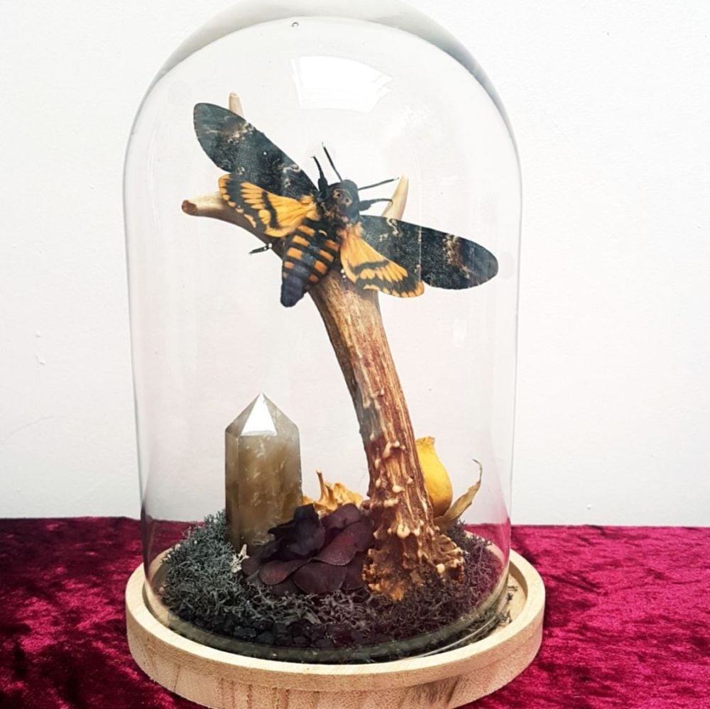 Real Deaths Head Hawk Moth On Antler Glass Display