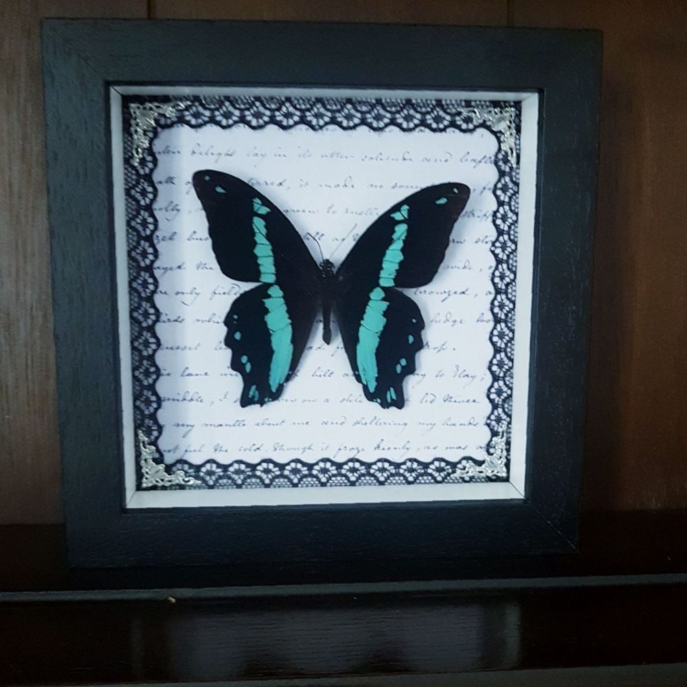 Narrow Green Banded Swallowtail Butterfly - Papilio Nireus