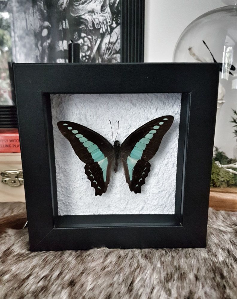 Graphium Sarpedon - Common Bluebottle Butterfly