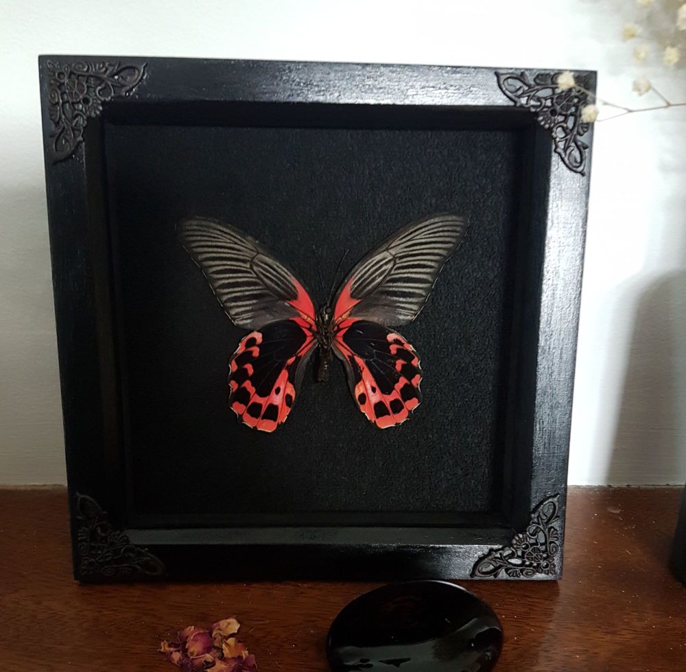 Papilio Rumanzovia (female) - Scarlet Mormon