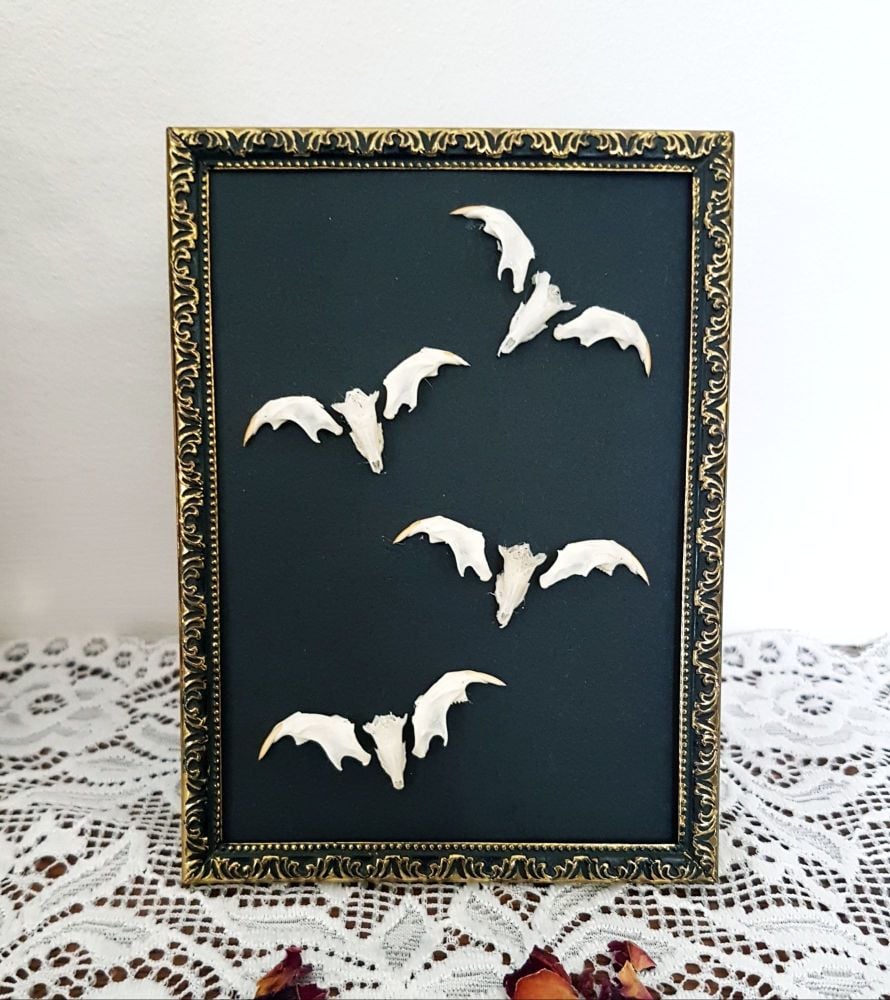 Vintage Frame With Owl Pellet Bones - Bats