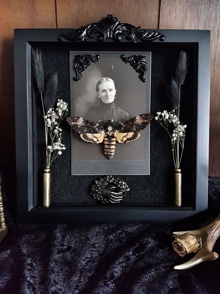 Victorian Mourning Display Draths Head Hawk Moth