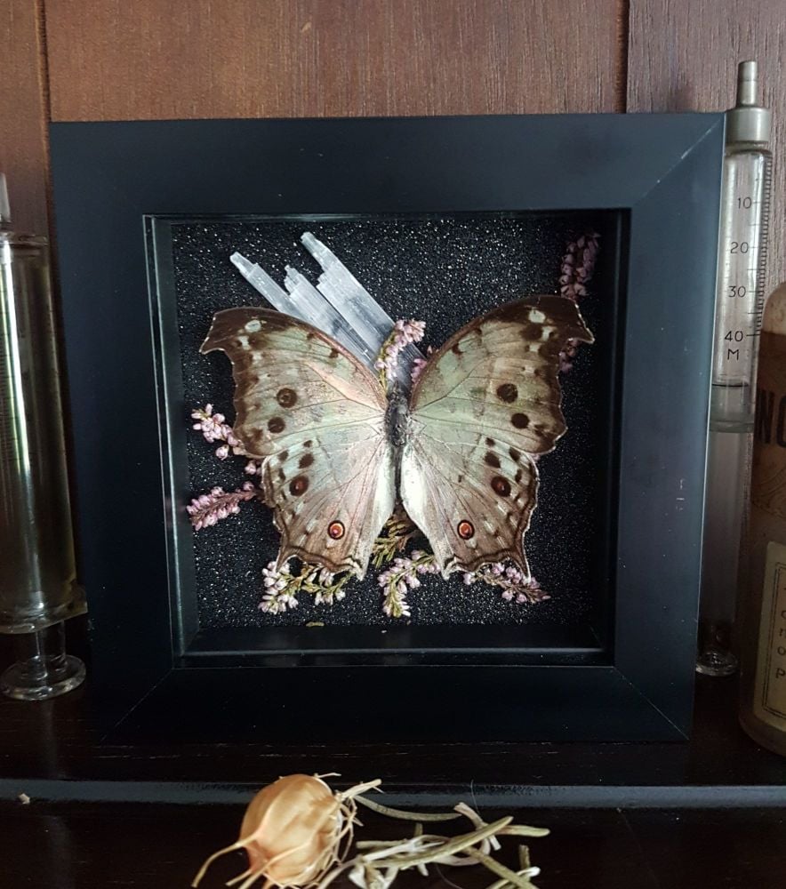 Salamis Parhassus - Mother Of Pearl Butterfly