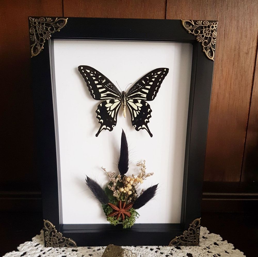 Papilio Xuthus - Asian Swallowtail Butterfly