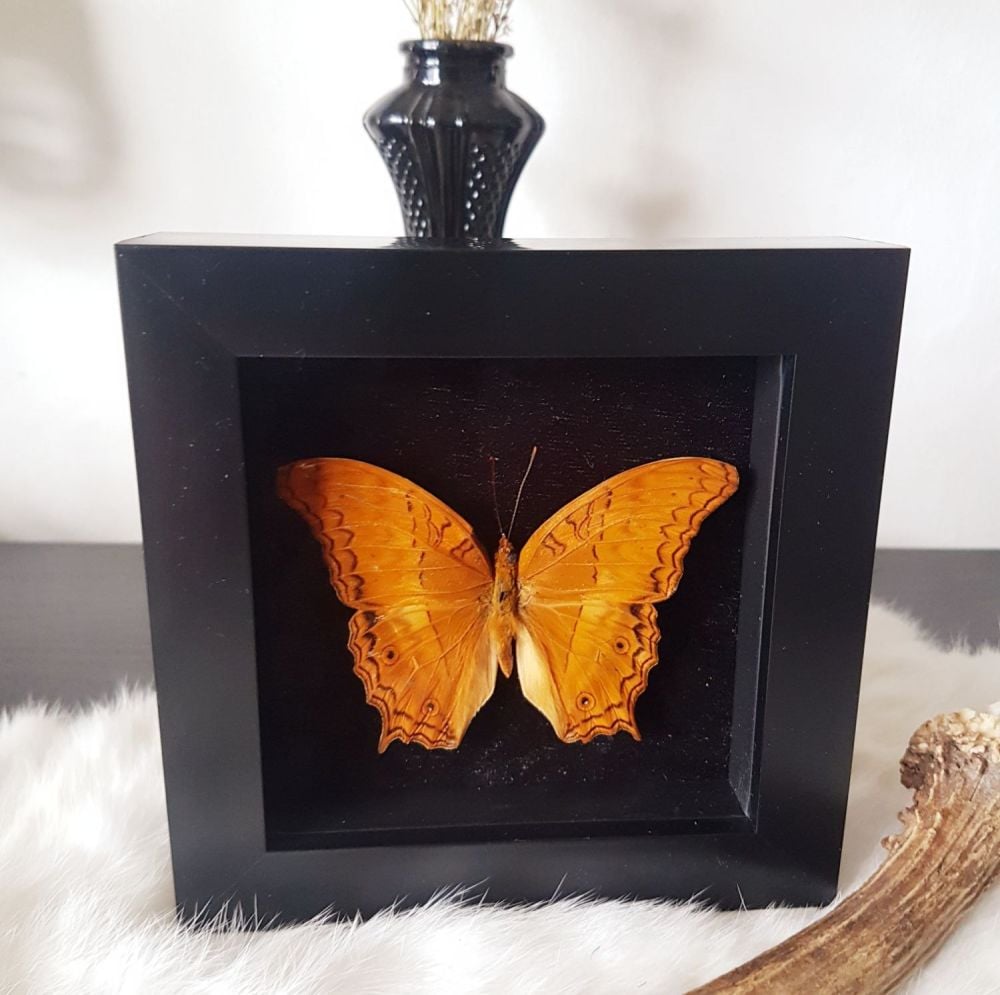 New! Vindula Erota- Cruiser Butterfly