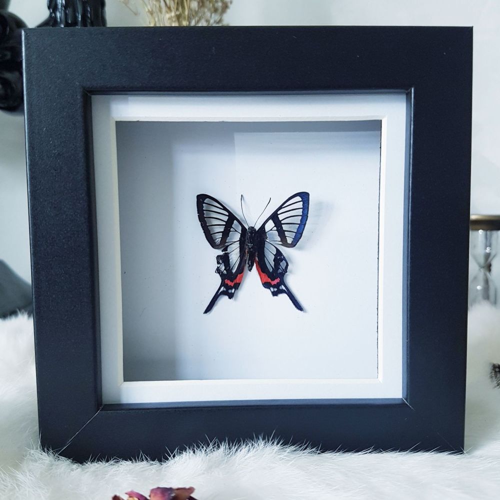 Chorinea Sylphina - Sylphina Angel Butterfly