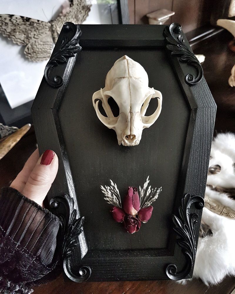 Coffin Frame Cat Skull