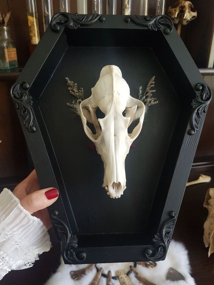 Coffin Frame Fox Skull