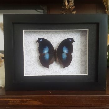 Napeocles Jucunda - Great Blue Hook Wing Butterfly