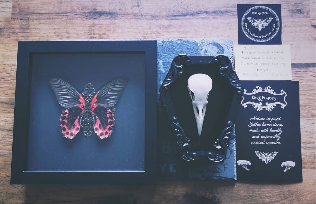 Papilio Rumanzovia Frame and Crow Skull in Coffin