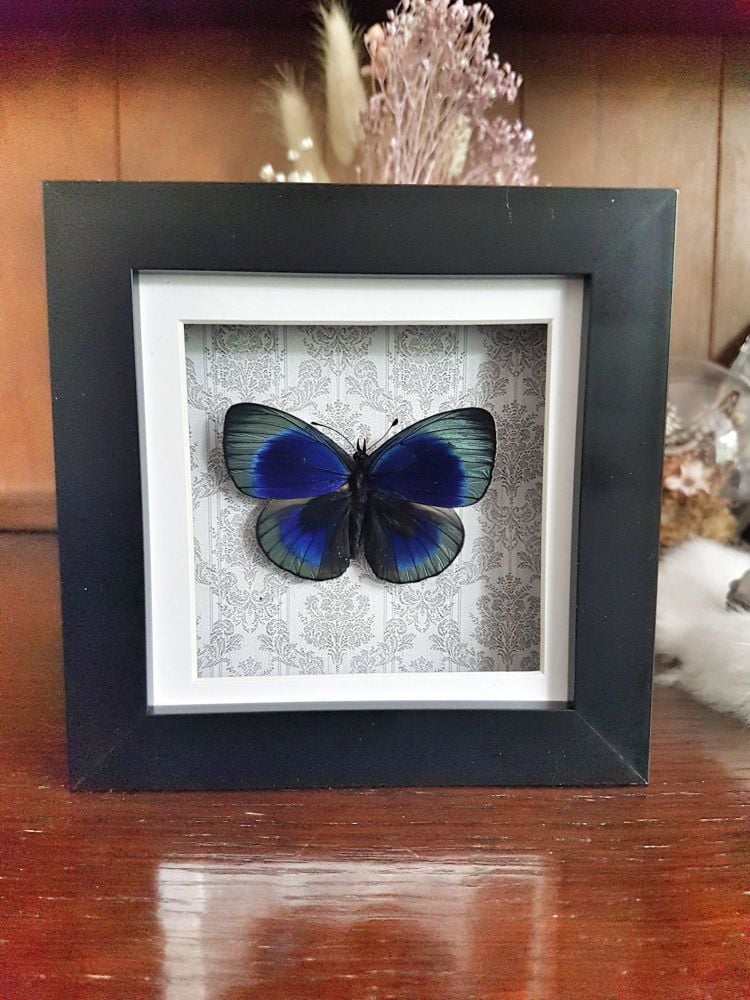 Asterope Leprieuri - Leprieur's Glory Butterfly