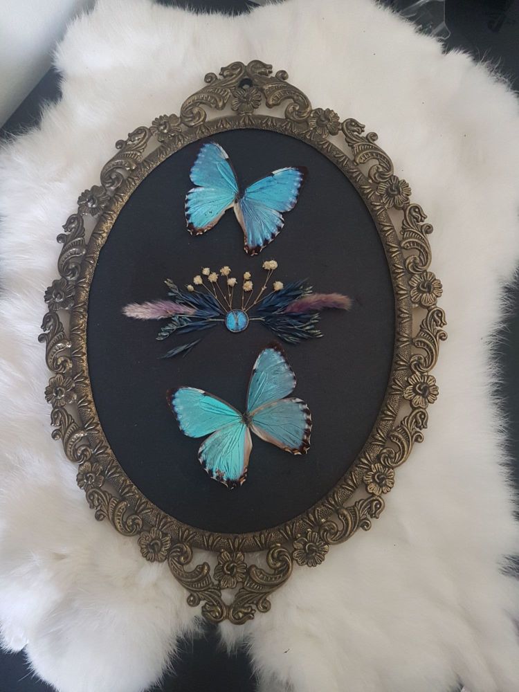 Morpho Portis Butterflies In Vintage Frame
