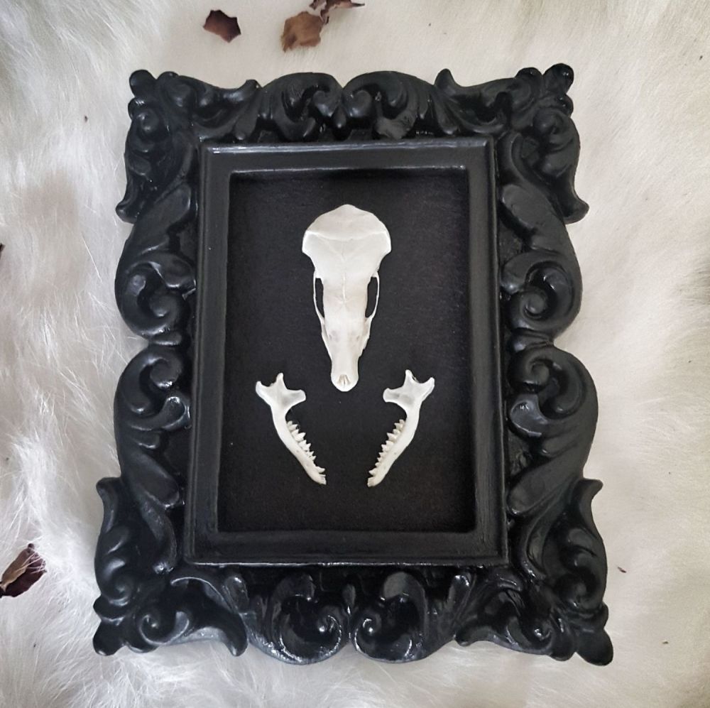 Mole Skull In Gothic Style Frame