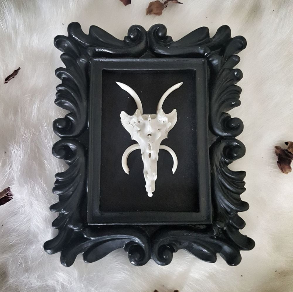 Jacob's Ram Skull (Hare Bones) In Gothic Style Frame