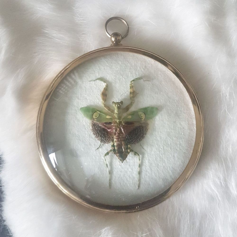 Creobroter Gemmatus - Jeweller Flower Praying Mantis