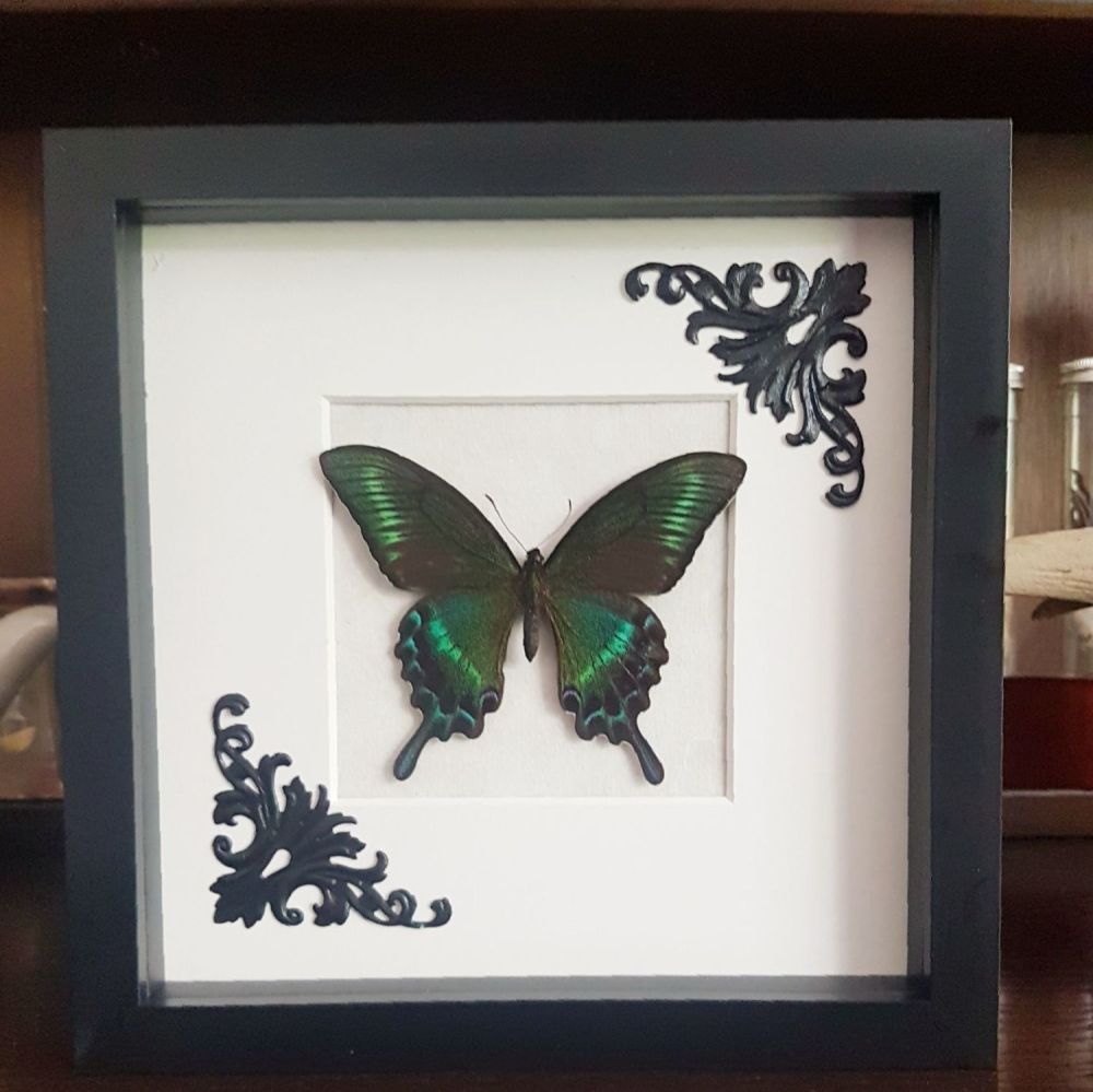 Papilio Maackii - Alpine Black Swallowtail Butterfly