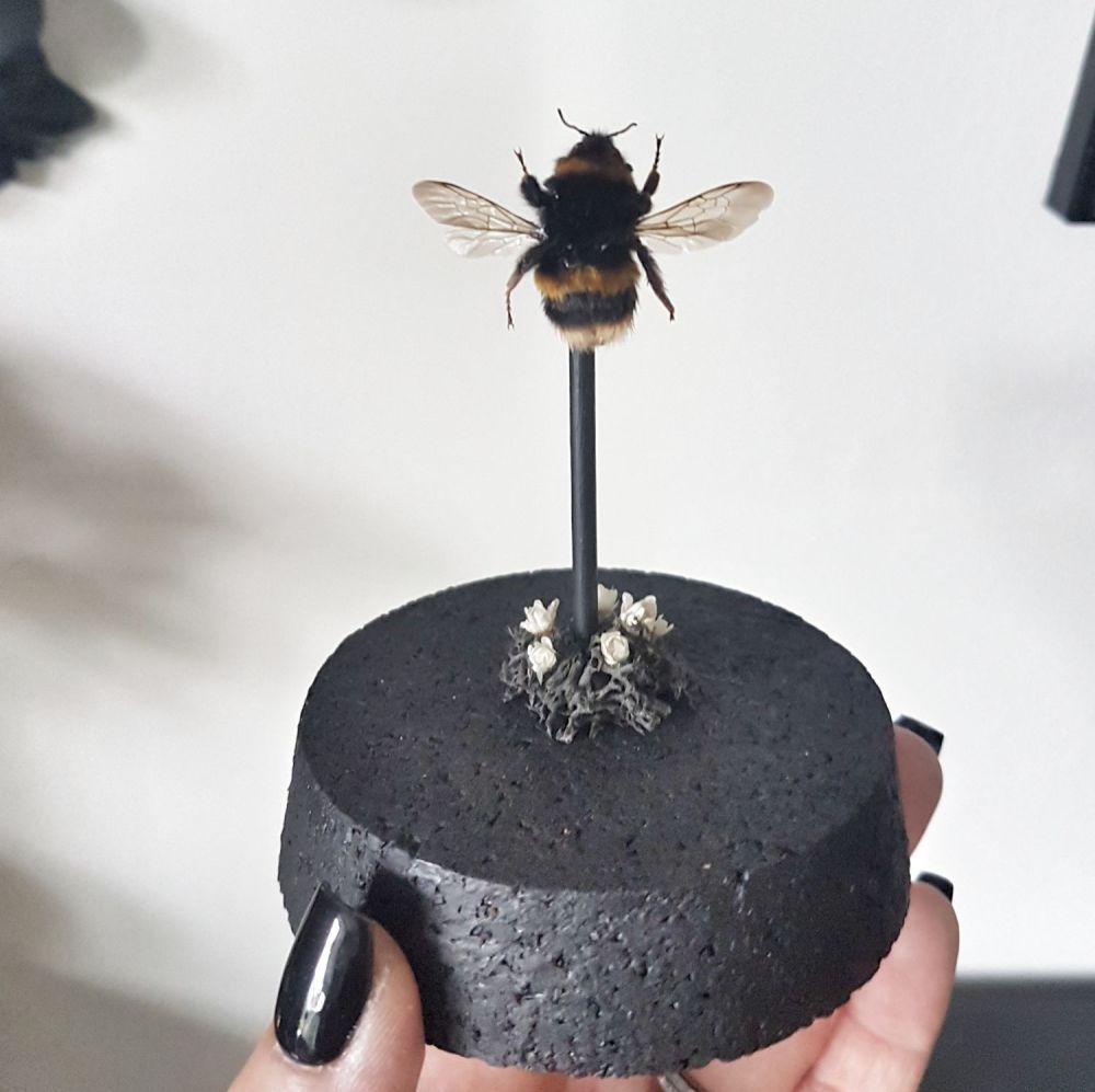 Buffed Tailed Bumble Bee Dome - Bombus Terrestris