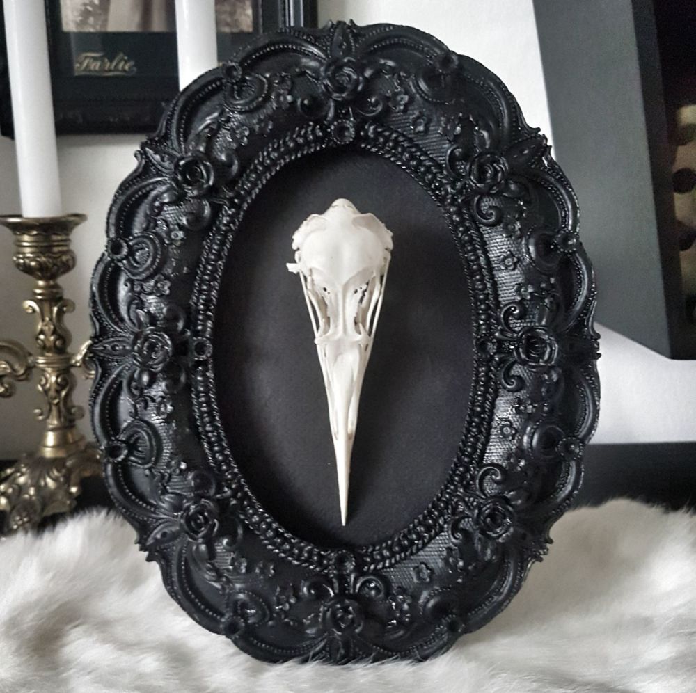 Guillemot Skull In Baroque Style Frame