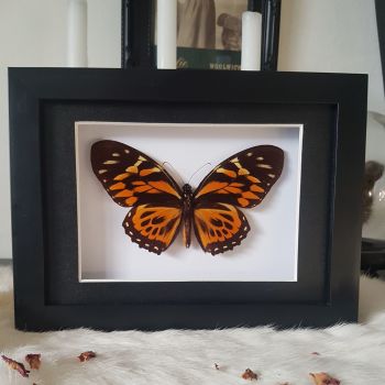 Papilio Zagreus - Orange Mimic-Swallowtail Butterfly
