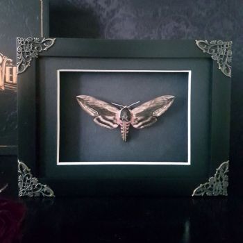 Sphinx Ligustri - Privet Hawk Moth