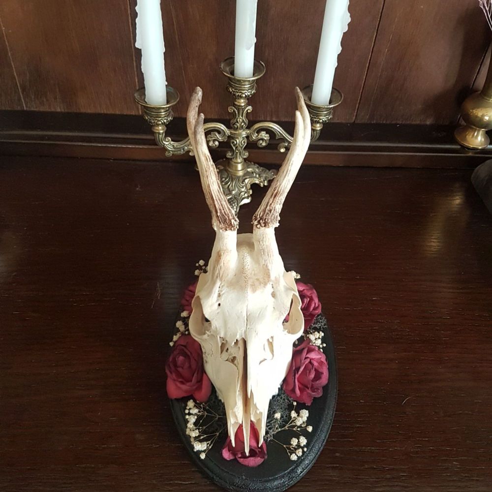 Deer Skull Display