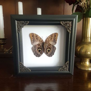 Caligo Telamonius Memnon - Giant Owl Butterfly